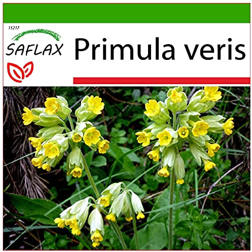 SAFLAX - Läkemedelsväxter - Korslip - 100 Frön - Med pottsubstrat för bättre odling - Primula veris