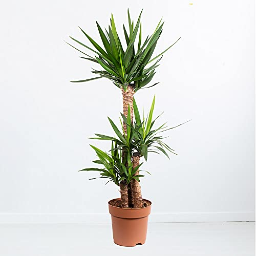 Yucca-Palme XL, Palmlilie, 3-stämmig, echte Zimmerpflanze, Topfgröße 21 cm, Höhe ca. 100 cm, Zimmerpflanzen für die Wohnung oder das Büro, luftreinigend, Pflanzenversand