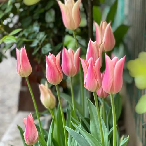 tulpenzwiebeln winterharte balkonpflanzen frühblüher zwiebeln tulpenzwiebel indoor garten pflanzen blumenzwiebeln zwiebel frühblüher wildblumen garten steingartenpflanzen winterhart 20pcs
