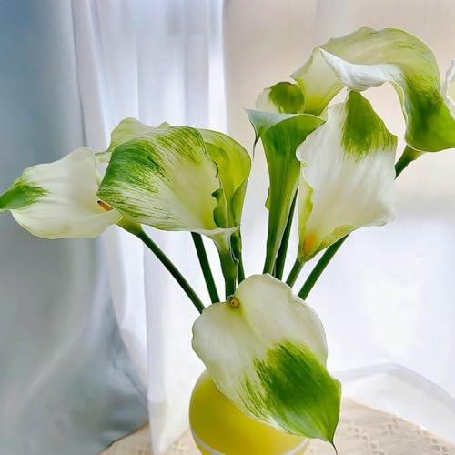 Bulbi di calla, per balcone Zantedeschia aethiopica, esotiche resistenti I bulbi di calla sono resistenti acquistarere 7pcs