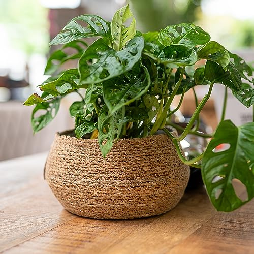 DARO DEKO Seegras Korb Schale rund Natur Ø 28 x 14cm mit Einsatz Blumentopf geflochten Aufbewahrungskorb Über-Topf Blumenschale
