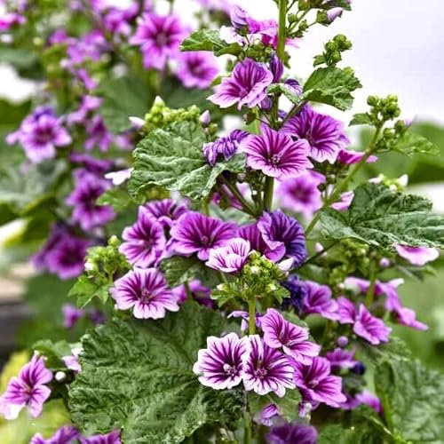 Hollyhock Mallow 70 seeds + Plant tag + Freebie - Malva Sylvestris Zebrina