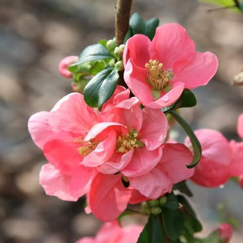 Plant Theory Pink Lady Flowering Quince Chaenomeles x Superba Shrub Plant 2L Pot