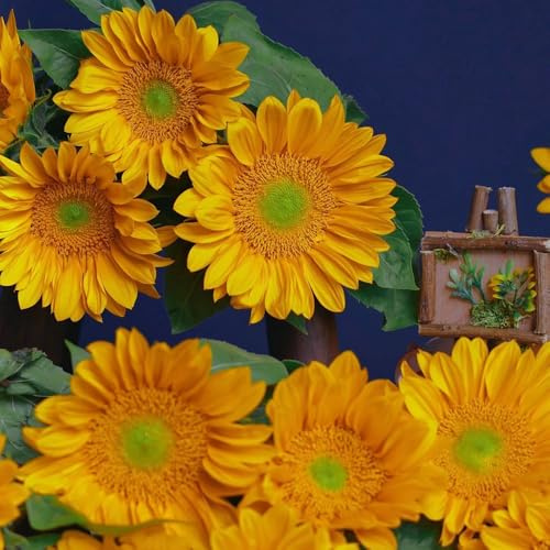 semillas decorativas de girasol - decoraciones, para lugares soleados, girasol perennes resistentes, para balcón, Decoración 250pcs