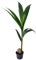 Kokospalme, Topf-Ø 19 cm, Höhe ca. 130 cm