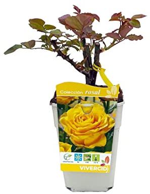 Rosal Perfumado Amarillo PREMIUM Planta de Exterior Natural