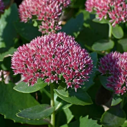 Pianta vera di Sedum telephium Herbstfreude - Diametro Vaso Ø 9 cm