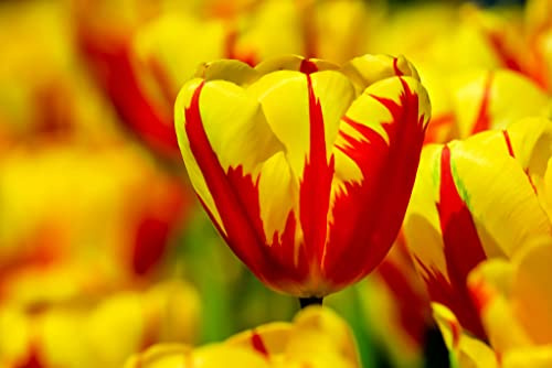 20 Rembrandt Tulip Bulbs for Planting (Red and Yellow) - Easy to Grow