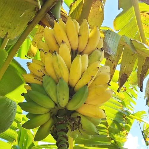 semi di banana di banana, crescita, verdi, d'appartamento resistenti del banano, letto rialzato, 50pcs