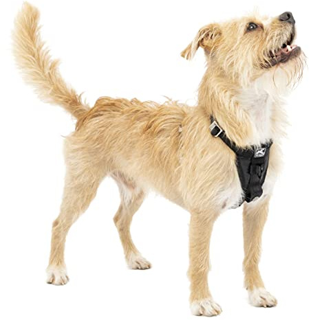 Kurgo Harnais pour Chien Tru-Fit, Accessoire Chien pour la Promenade, Clip Avant pour entraîner Son Chien à ne Pas Tirer & Ceinture de sécurité pour Voiture,Noir, XS