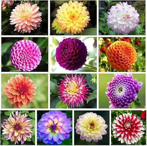 Bellissimo Dalia bulbi,piante Resistenti perenni,Adatto per piante da giardino,Dalia pianta vera(non artificiali)-4 bulbi-A