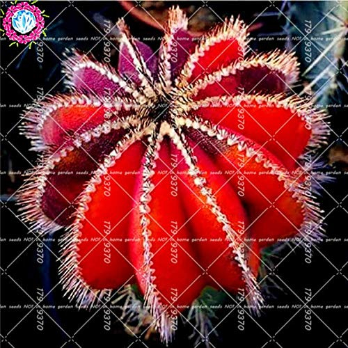 Bloom Green Co. 100pcs Mixed Astrophytum Kaktus flores Sukkulenten Pflanzen Bonsai plantas für Hausgarten-Topfpflanzen Seltene Blumen Feigenkaktus: 1