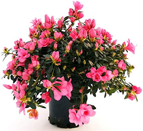 POWERS TO FLOWERS - AZALEA PENDULA, pianta vera