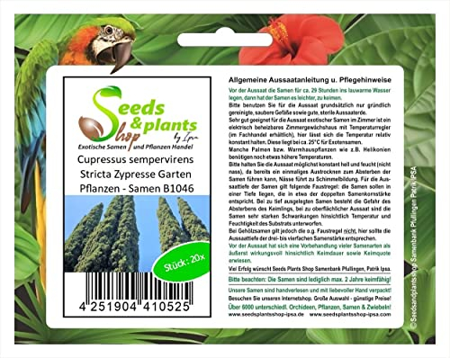 Stk - 20x Cupressus sempervirens Stricta Zypresse Garten Pflanzen - Samen B1046 - Seeds & Plants Shop by Ipsa
