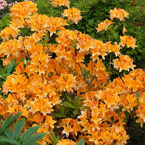Azalea Japonica Plant - Orange | Hardy Evergreen Bushy Dense Outdoor Garden Shrub | Pack of 2, 9cm Pots