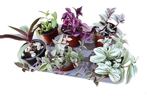 Generico Set N. 6 piante tradescantia erba miseria box piante grasse pendenti da interno