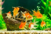 SAHAWA Frostfutter 5 x 100g Blister Malawimix Fischfutter