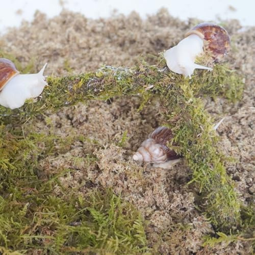 Begeterday Kit de accesorios para terrario de caracol, 3 piezas, incluye sustrato de retención de humedad de capa, sustrato de retención de humedad de capa superior, juguete de escalada