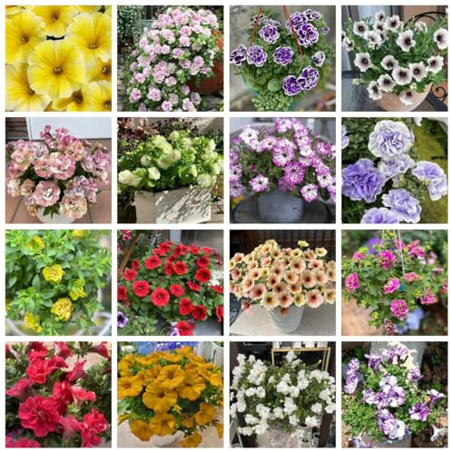 semi di petunia perenne da giardino, petunia sospese biologici aiuola, decorazione balcone to perenni 1200pcs