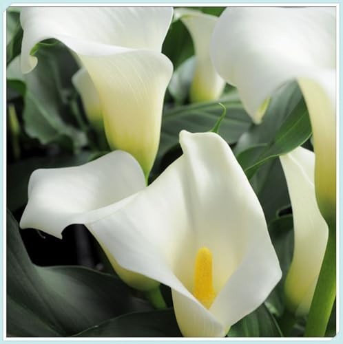 calla bulboso,bulbi di calla,Sani, Robusti, Plump,Compatti,Intatti, Zantedeschia Bulbi, Vigorosi -2 Bulbi