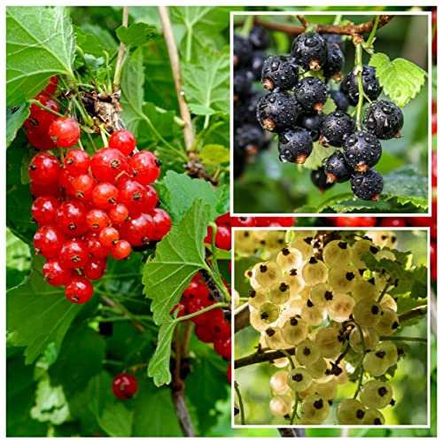 3 Mixed Currant Bushes - White, Red & Blackcurrant Plants 3fatpigs®