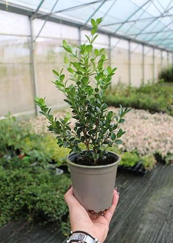 48 piante di Bosso Buxus microphylla Faulkner pianta da siepe sempreverde in vaso ø13 cm FOTO REALE Vivaio di Castelletto