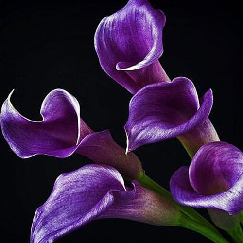 Se Adaptan a Suelos Húmedos -Bulbos de Cala -Crece en Interior y Exterior -Zantedeschia aethiopica-6 Bulbos