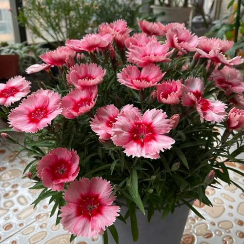 Semi di garofano - dianthus da recisi dolce William rampicanti, da giardino roccioso giardino, d'appartamento rare Decorazioni per esterni, 100semi