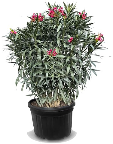 Nerium Oleander Rood 220-240 cm - Algoros