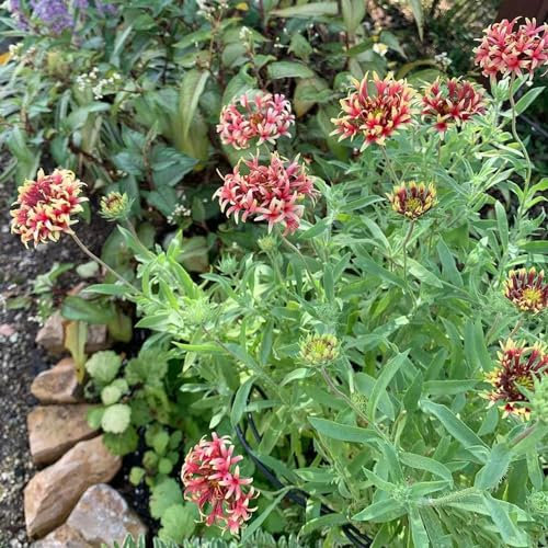 50 Pcs Sonnenauge Pflanze Im Topf Samen - Blumenwiese Samen Mehrjährig, Bienenwohl (Heliopsis Helianthoides) Gartendeko Für Draußen, Balkonpflanzen Saatgut Blumenbeet, Exotische Pflanzen