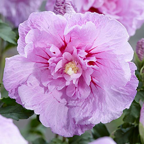 Hibiscus Syriacus Lavender Chiffon | Flowering Garden Shrub | 20-30cm (incl Pot)
