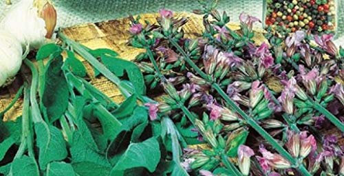 Pcs - 12x Sauge (Salvia Officinalis) Fanni Eko- Sauge Légumes Graines KS504 - Seeds & Plants Shop by Ipsa