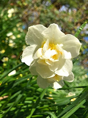10 Bulbs of Daffodil (White Cheerfulness) Includes Postage