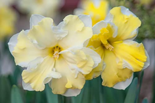 Bulbi narcisi|Semi Daffodil|fiori artificiali| il più o-3,5bulbis;Seeds Only