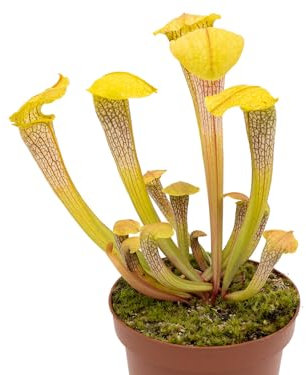 Sarracenia Natural Planta Antimosquitos Carnívora para Terrazas o Balcones