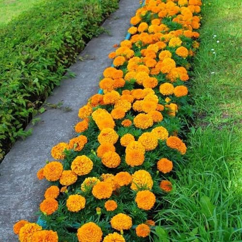 Semillas de caléndula - semillas de balcón orgánico extraño silvestres cobertura del suelo mariposas exótico para lugares soleados Caléndula 600pcs