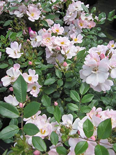 Rosa Sternenhimmel ® - Zwergrose Sternenhimmel ® - Kordes Rose - ADR Rose