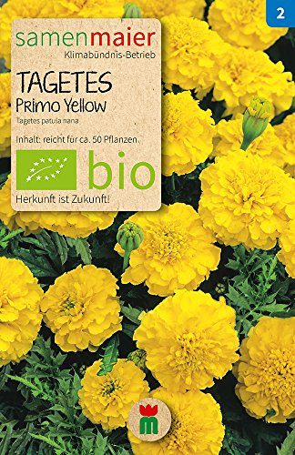 BIO Tagetes Primo Yellow Samen - reichblühend, einjährig, Höhe 20 cm - Aussaat Februar bis Juni - Inhalt reicht für ca. 50 Pflanzen - Samen Maier