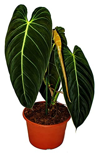 Exotenherz Philodendron melanochrysum – den svart-gyllene trädvännen – 20 cm kruka