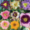 Hemerocallis Bulbos, Hardy-Exterior-Encantador, Desarrollado, JardíN, Calas Bulbos Bulbos, Hermoso, Grandes Plantas Perennes Resistentes Al Invierno,-15bulbos-E