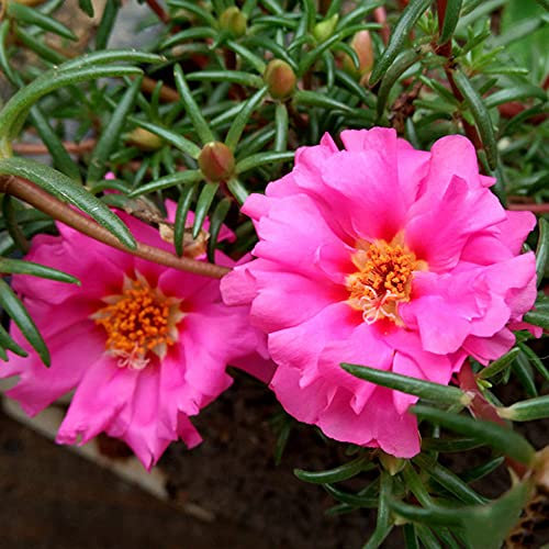 CHTING 500 Stück Portulaksamen Trockenresistente Pflanzen Die Blätter Sind Weich Und Fleischig Blumenduft Rosa Rosenblüten Einfaches Pflanzen Für Anfänger
