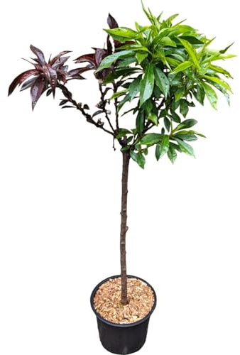 Duo Zwergpfirsich Pfirsich rotlaubig Nektarine grünlaubig 2 Sorten Stämmchen 5 L Topfballen