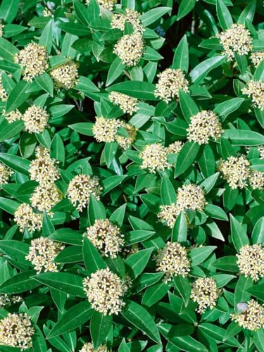 Skimmia japonica 'White Globe' - Wintergrüner Zierstrauch, C3 Topf, 30-40cm, Blütenweiß, Robust & Pflegeleicht