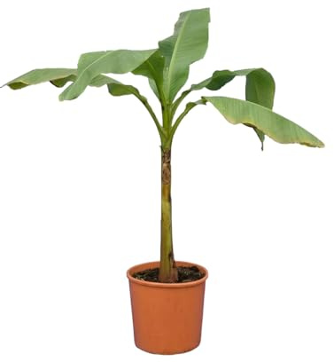 Bloomique - Musa basjoo - Banano da giardino - Pianta di banano - Resistente all'inverno - Piante da balcone - Piante da giardino - Altezza 100-110 cm - Vaso 26 cm