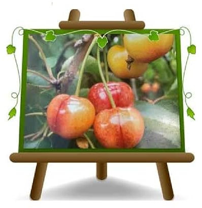 Ciliegio Dolce Imperiale di Caserta - Pianta da frutto antico su Vaso: ø 26 cm.- Altezza: 180~200 cm. - Età: 4 anni.
