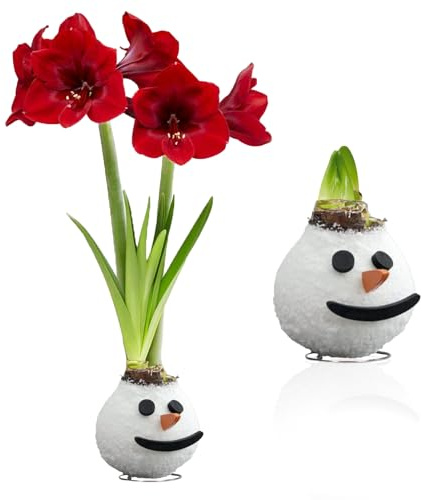 ulbi di Amaryllis Cera Snowman - 1 Bulbo da Fiore in Grande Formato 26/30 - Piante e Fiori Esclusivi dall'Olanda - Hippeastrum Autentico (non semi, non artificiale)