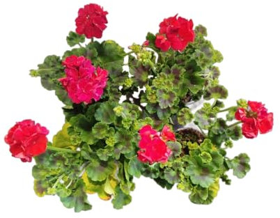 Geranio Rojo |Pack 4 Unidades |DECOALIVE | Geranios con Flores Rojas