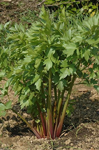 Lovage Herb-200 Seeds(levisticum Officinalis) Hardy Long-lived Perennial !