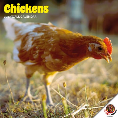 Dayplanner Publishing Chickens kalender 2026, stor fyrkantig väggkalender, 16 månader, kycklinggåva djurkalender