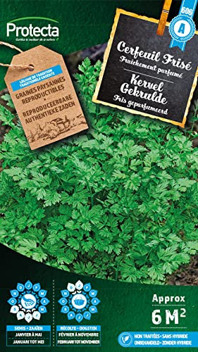 Cerfeuil Frisé - Protecta Graines paysanne